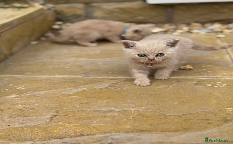 British Shorthair cats - Advert 11