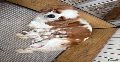 Cavalier King Charles Spaniel dogs - Advert 8