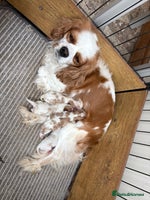Cavalier King Charles Spaniel dogs - Advert 16