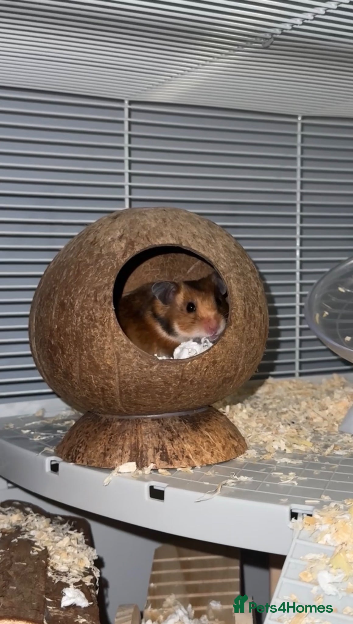 Hamster rodents Syrian hamster - Advert 1