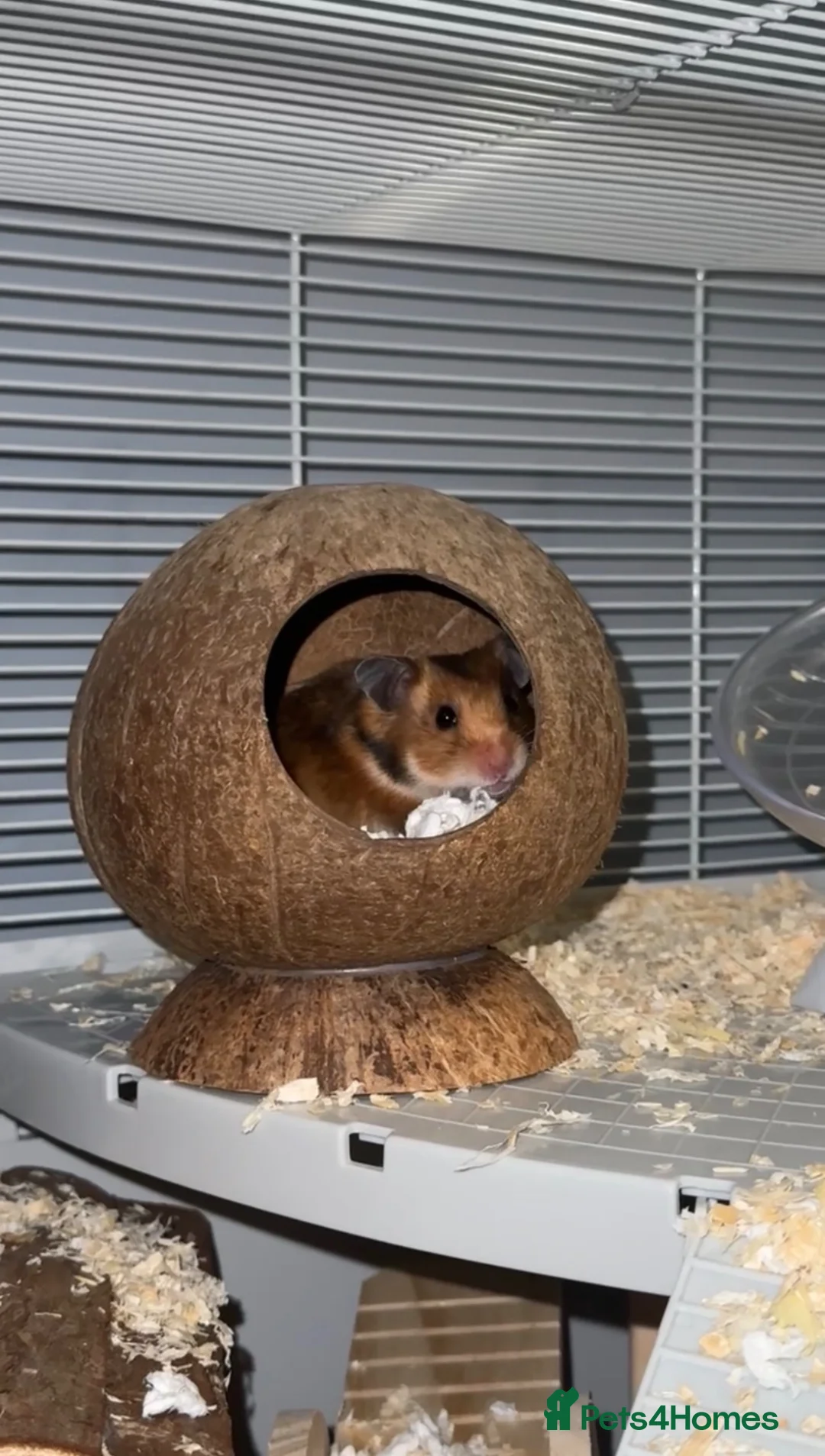 Hamster rodents for sale: Syrian hamster in Newhaven - Advert 1