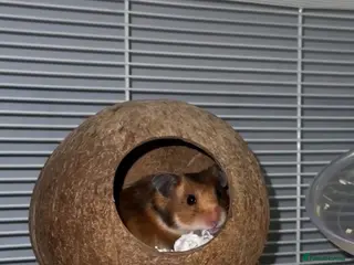 Hamster rodents Syrian hamster - Advert 1