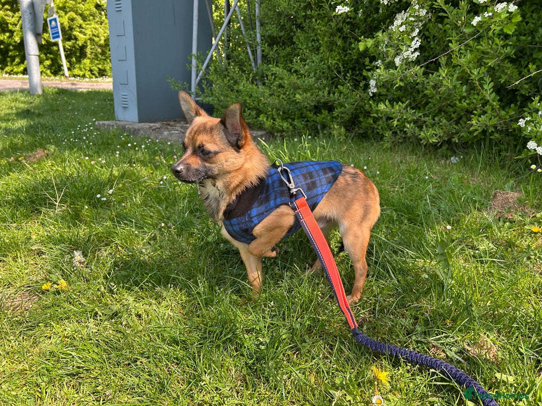 Pomeranian dogs for adoption: FOR ADOPTION - COOPER - ESSEX  - Image 6