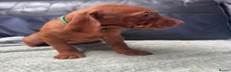 Hungarian Vizsla dogs for sale: Gorgeous Hungarian Vizsla puppies  - Advert 28