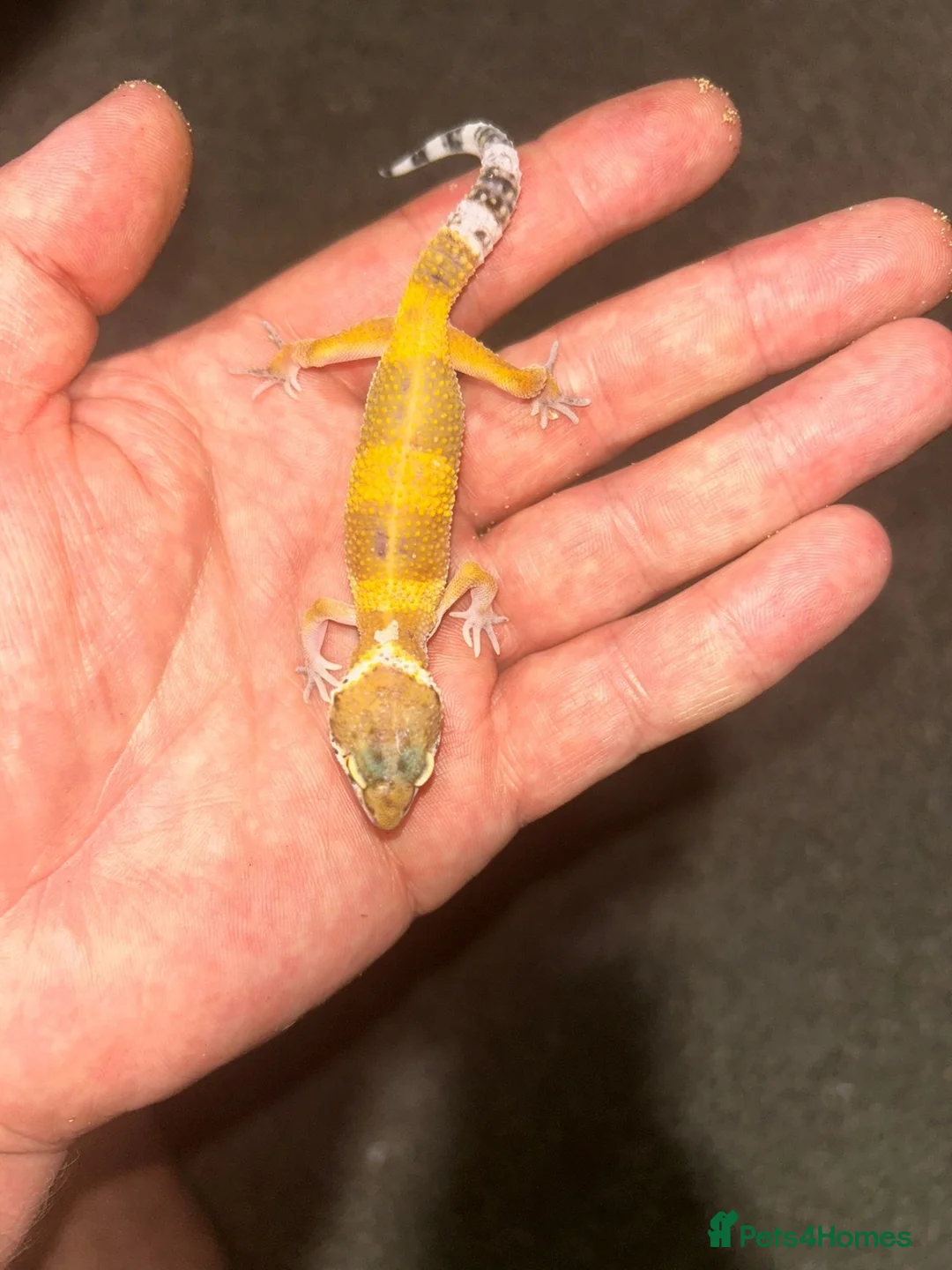 Leopard Gecko reptiles for sale: Leopard Geckos  - Advert 1