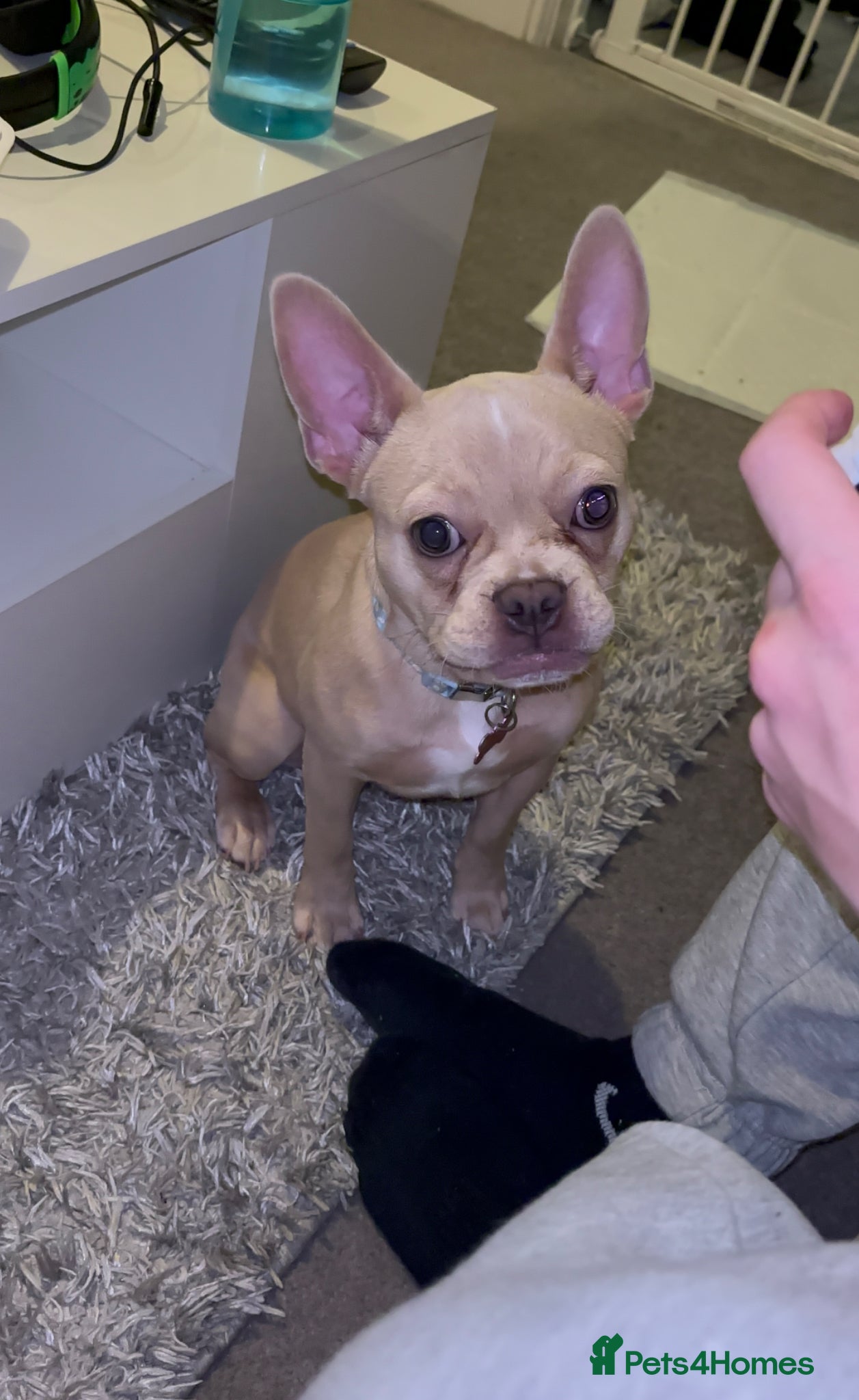 French Bulldog dogs 3 Year old Female Frenchie  - Advert 2
