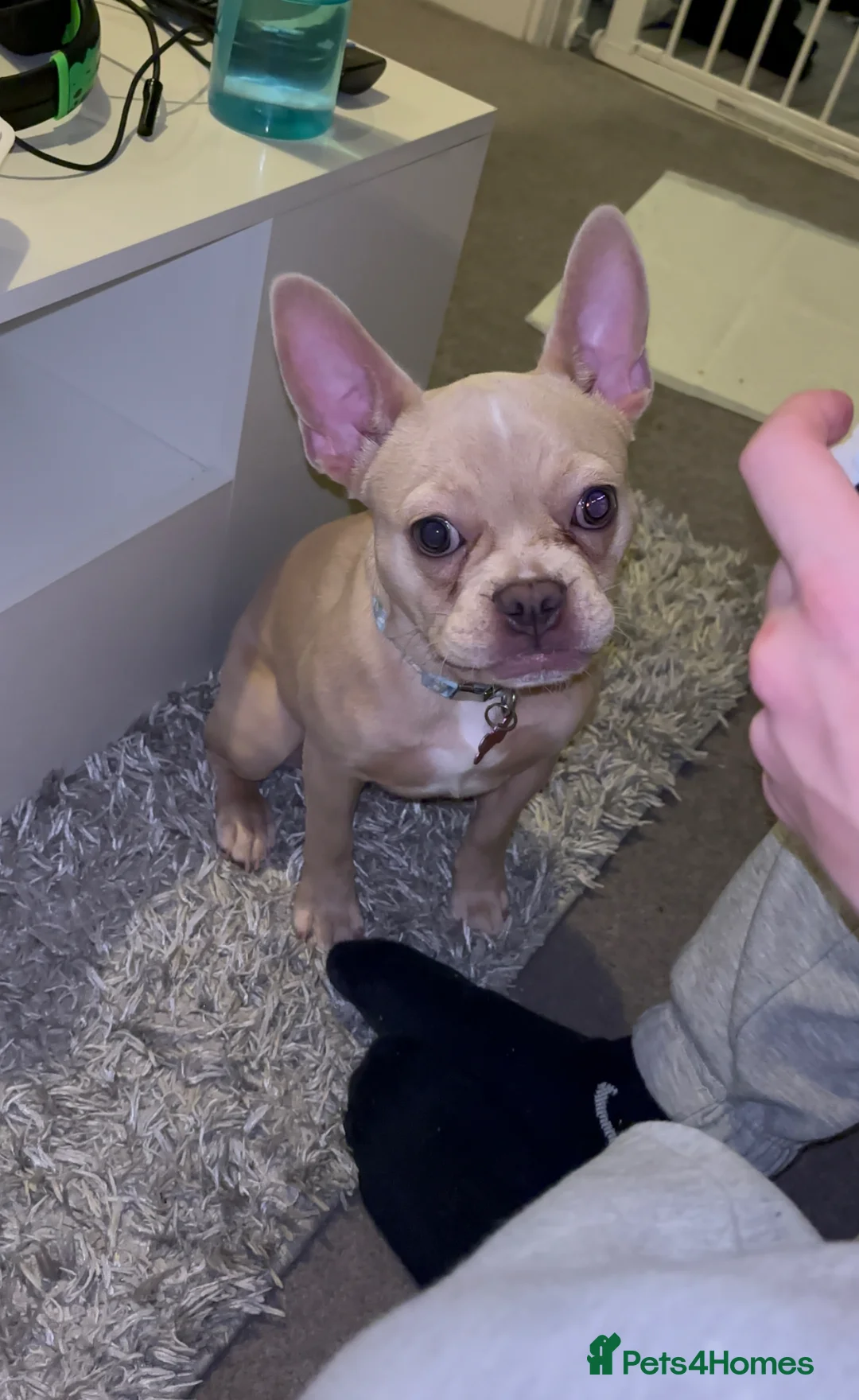 French Bulldog dogs for sale: 3 Year old Female Frenchie  in Redhill - Advert 1