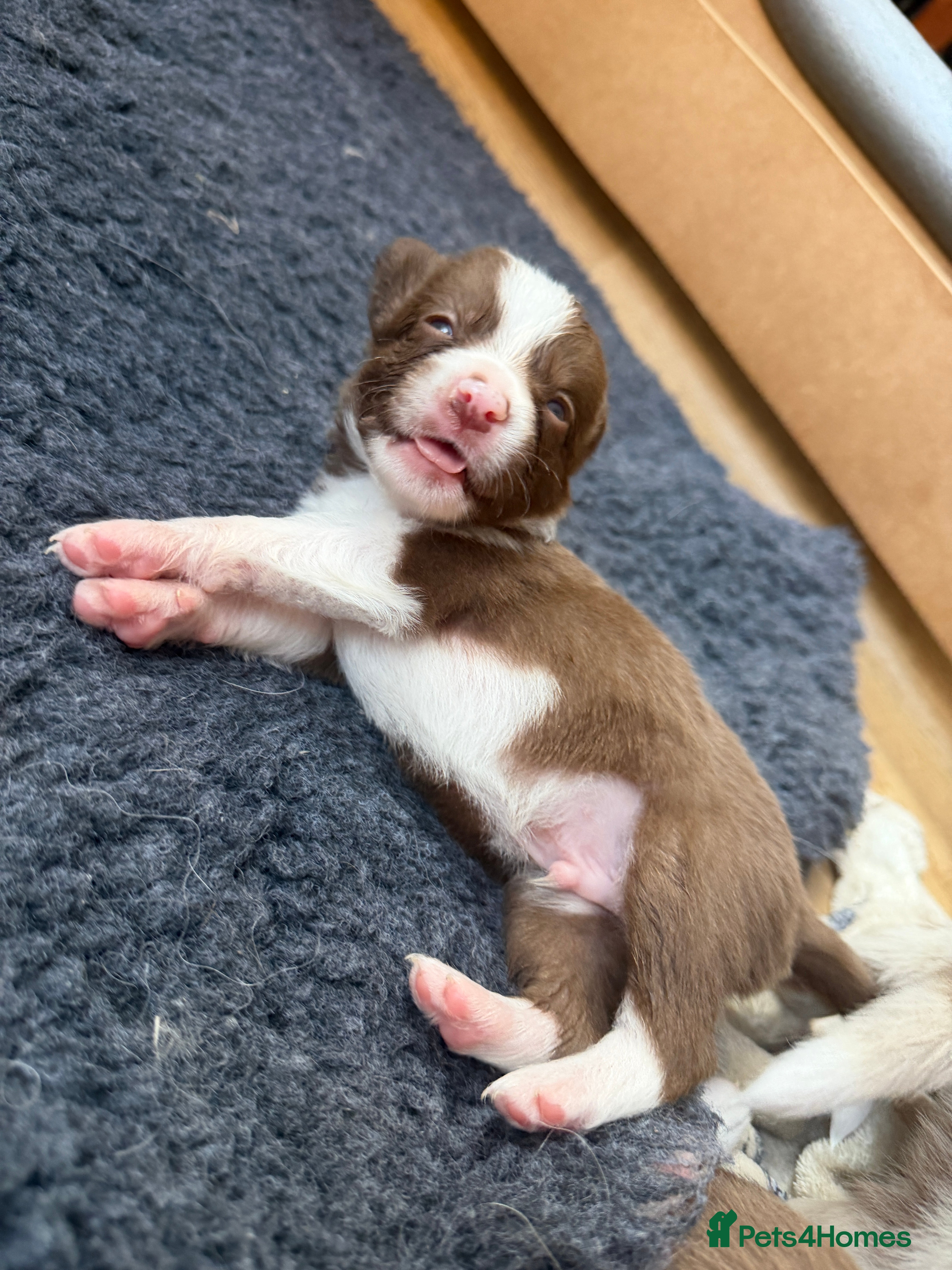 Border Collie dogs Red & white tri Merle border collie puppies puppy - Advert 2