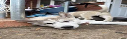 Utonagan dogs for sale: READY TO LEAVE. 3 stunning husky/malamute puppies - Advert 20