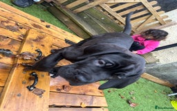 Mixed Breed dogs for sale: Cane corso/Great Dane puppies for sale ✨✨ - Image 29