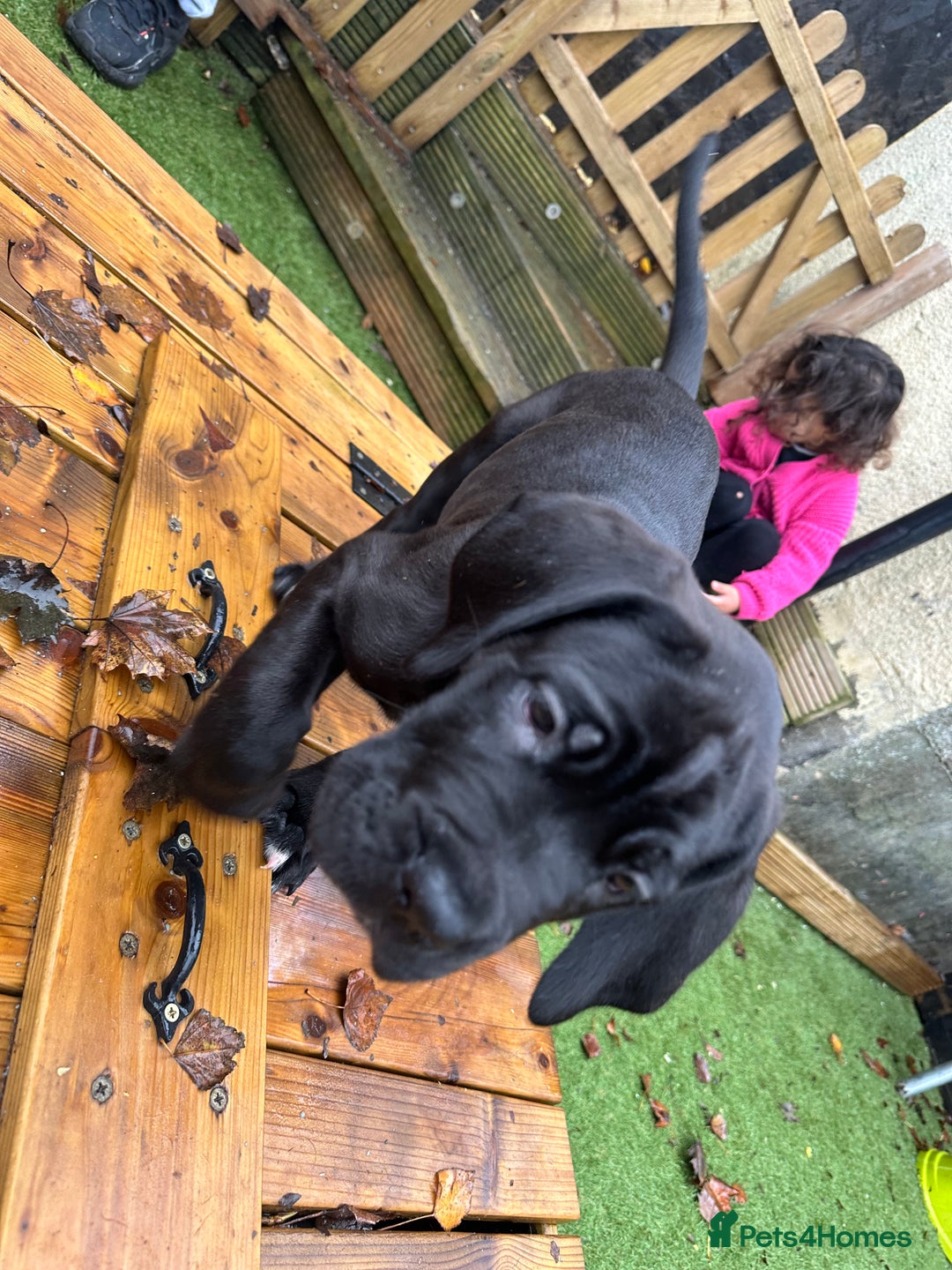 Mixed Breed dogs for sale: Cane corso/Great Dane puppies for sale ✨✨ - Image 29