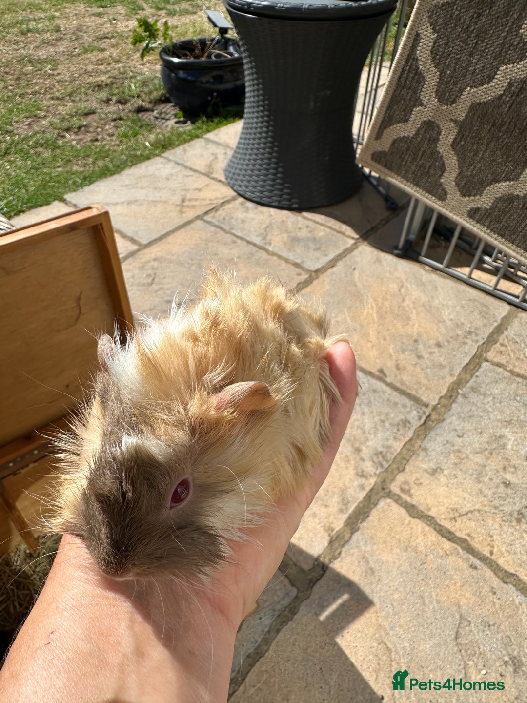 Guinea Pig rodents for sale: Funky haired male guinea pigs. - Image 5