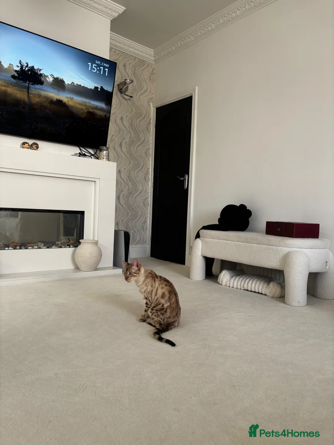 Bengal cats for sale: Stunning Snow Bengal for Sale in Bradford - Advert 2
