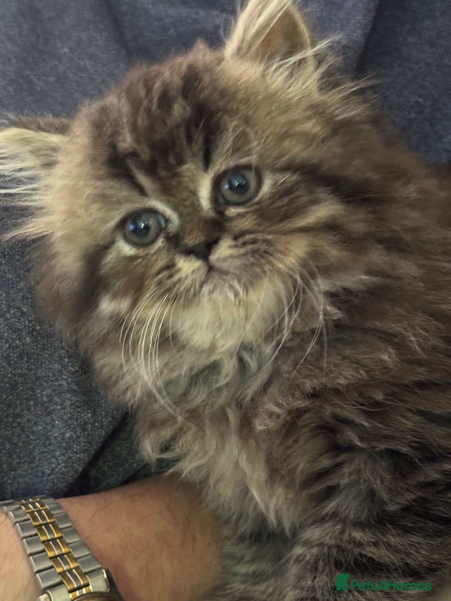 Persian cats for sale: Persian chinchilla  - Advert 16