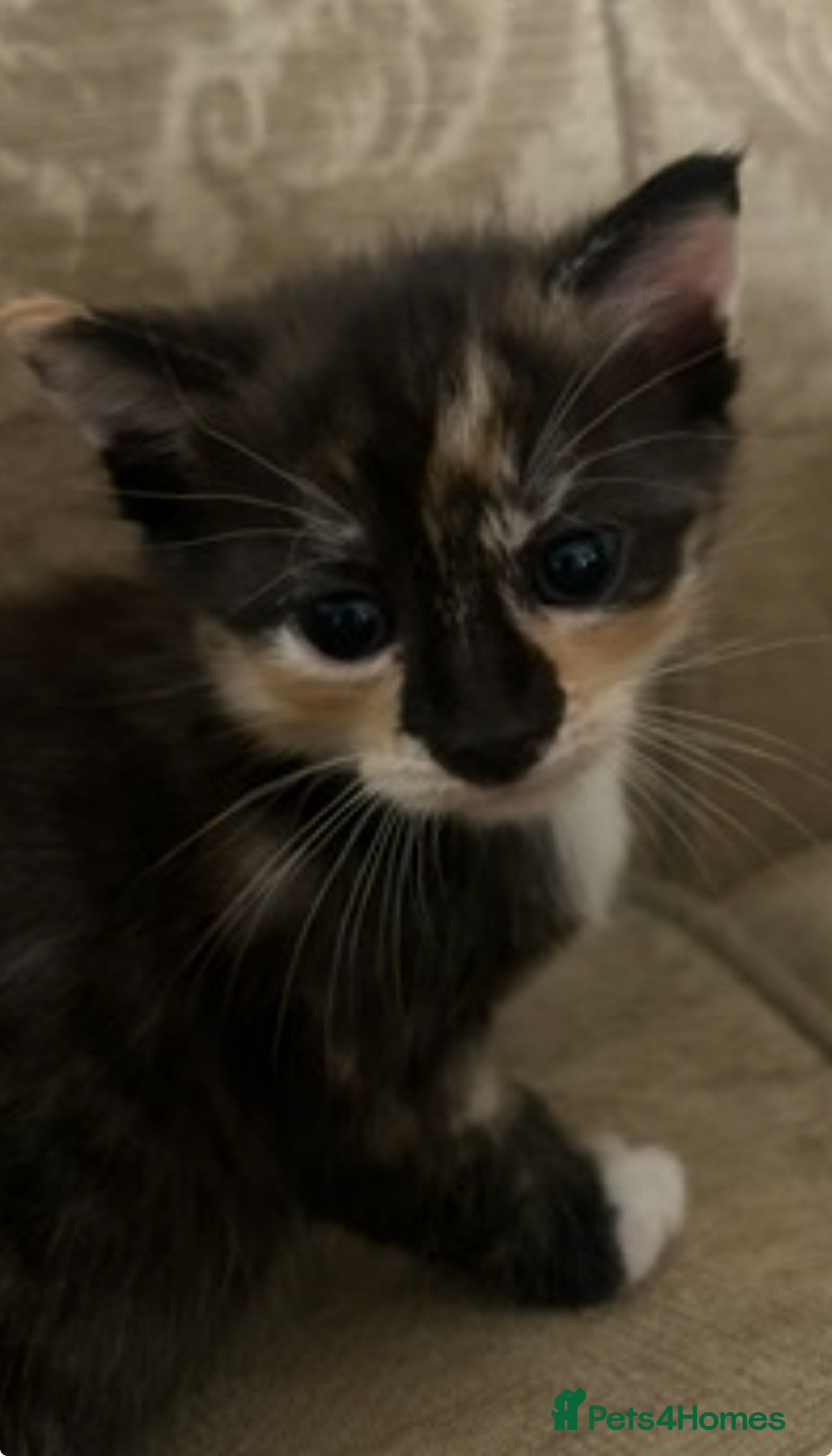Domestic Shorthair cats Very cute and friendly litter of kittens  - Advert 2