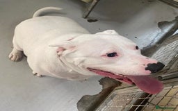 Mixed Breed dogs for adoption: Meet Aria, currently residing in Ormskirk  - Image 5