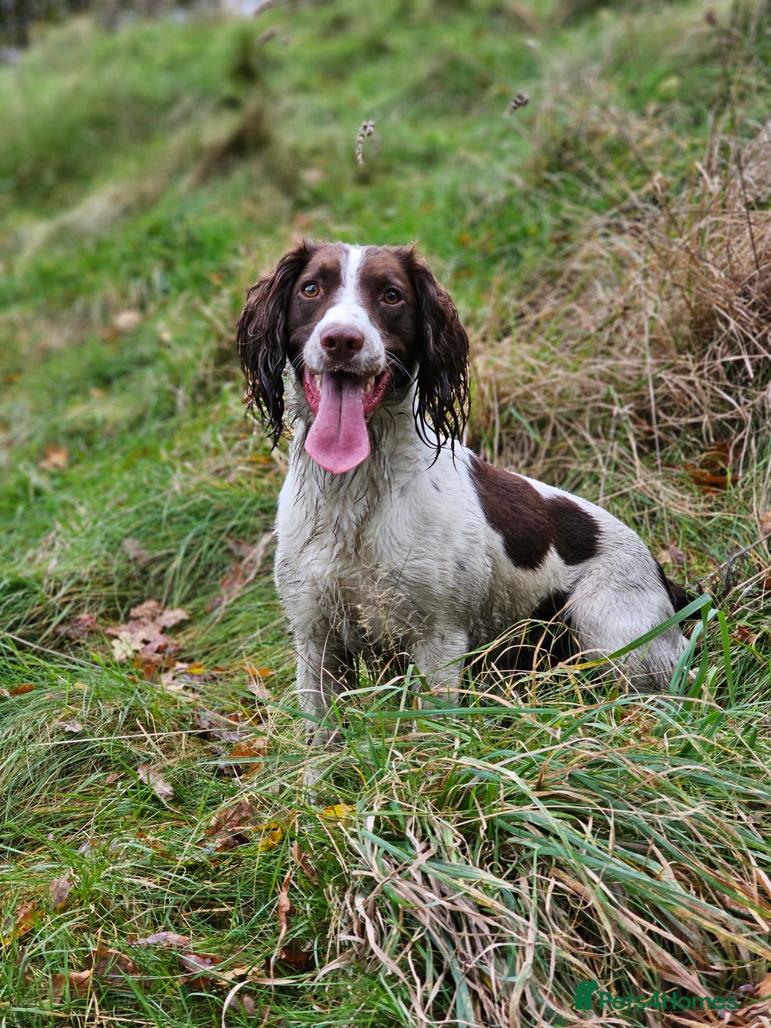 English Springer Spaniel dogs for stud: English Springer Spaniel Stud in Derby - Advert 12
