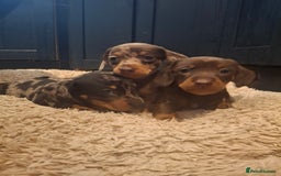 Miniature Dachshund dogs for sale: Miniature smooth haired dachshund  - Image 7