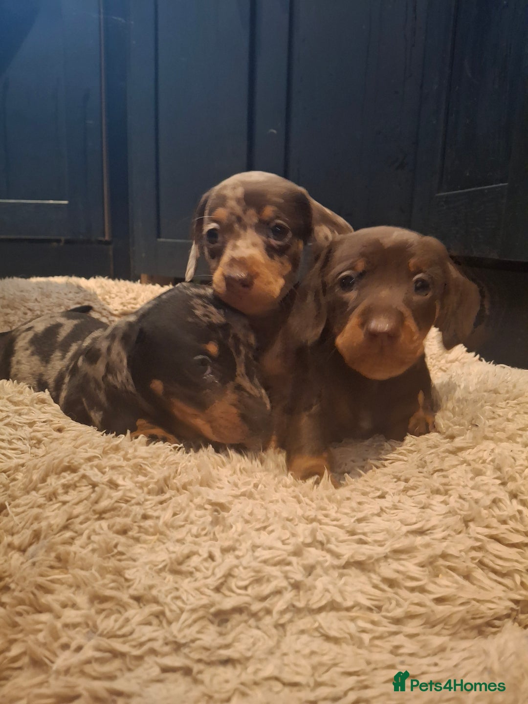 Miniature Dachshund dogs for sale: Miniature smooth haired dachshund  - Image 7