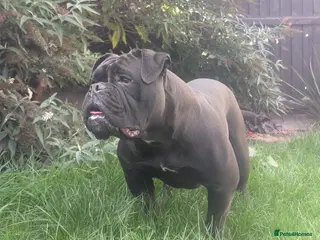Olde English Bulldogge dogs Male olde English bulldogge/ old English bulldog - Advert 5