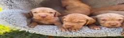 Hungarian Vizsla dogs for sale: Hungarian Wirehaired Vizsla Puppies - Advert 2