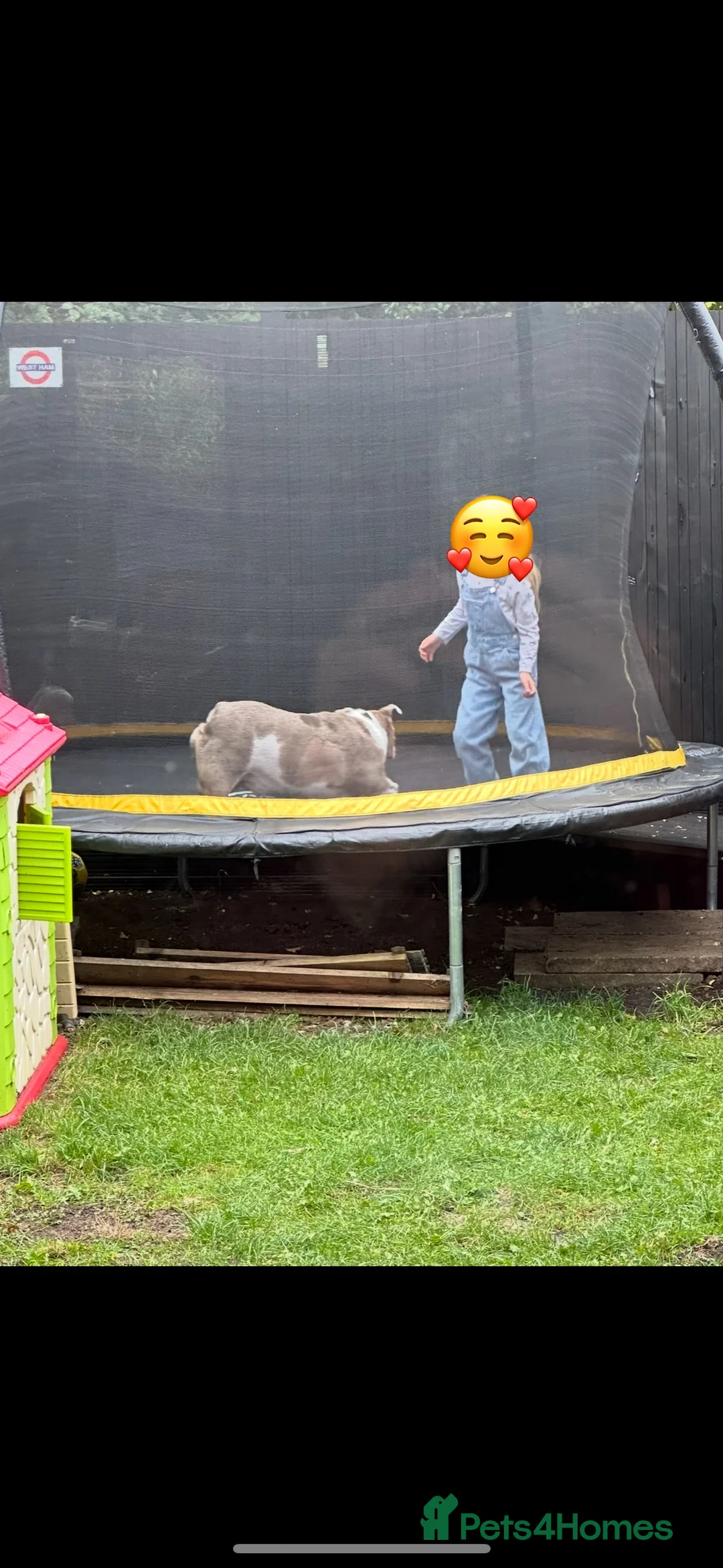 English Bulldog dogs for sale: Bella Baby - Advert 6