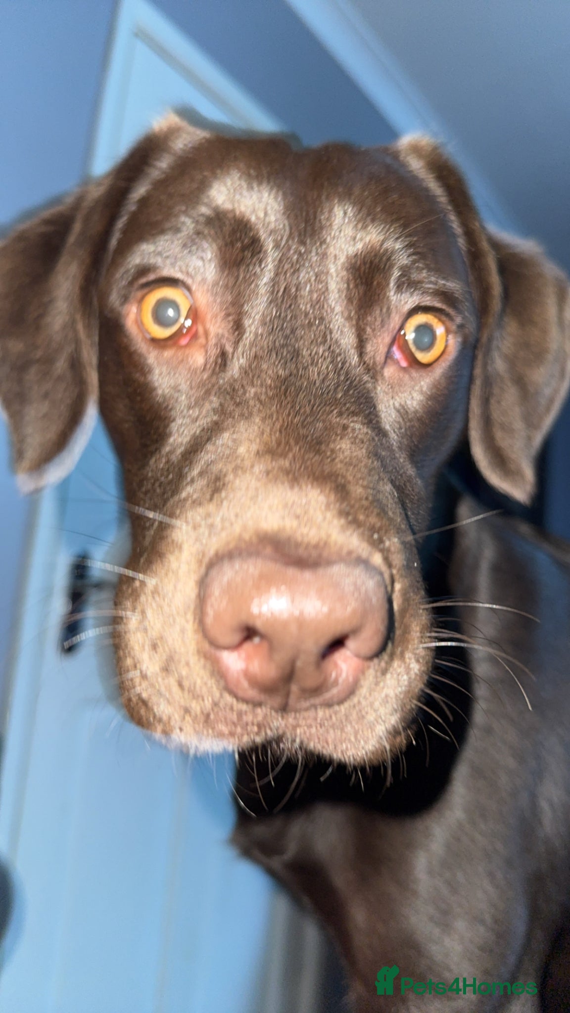 Labrador Retriever dogs Chocolate Labrador  - Advert 2