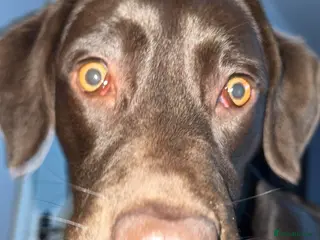 Labrador Retriever dogs Chocolate Labrador - Advert 14