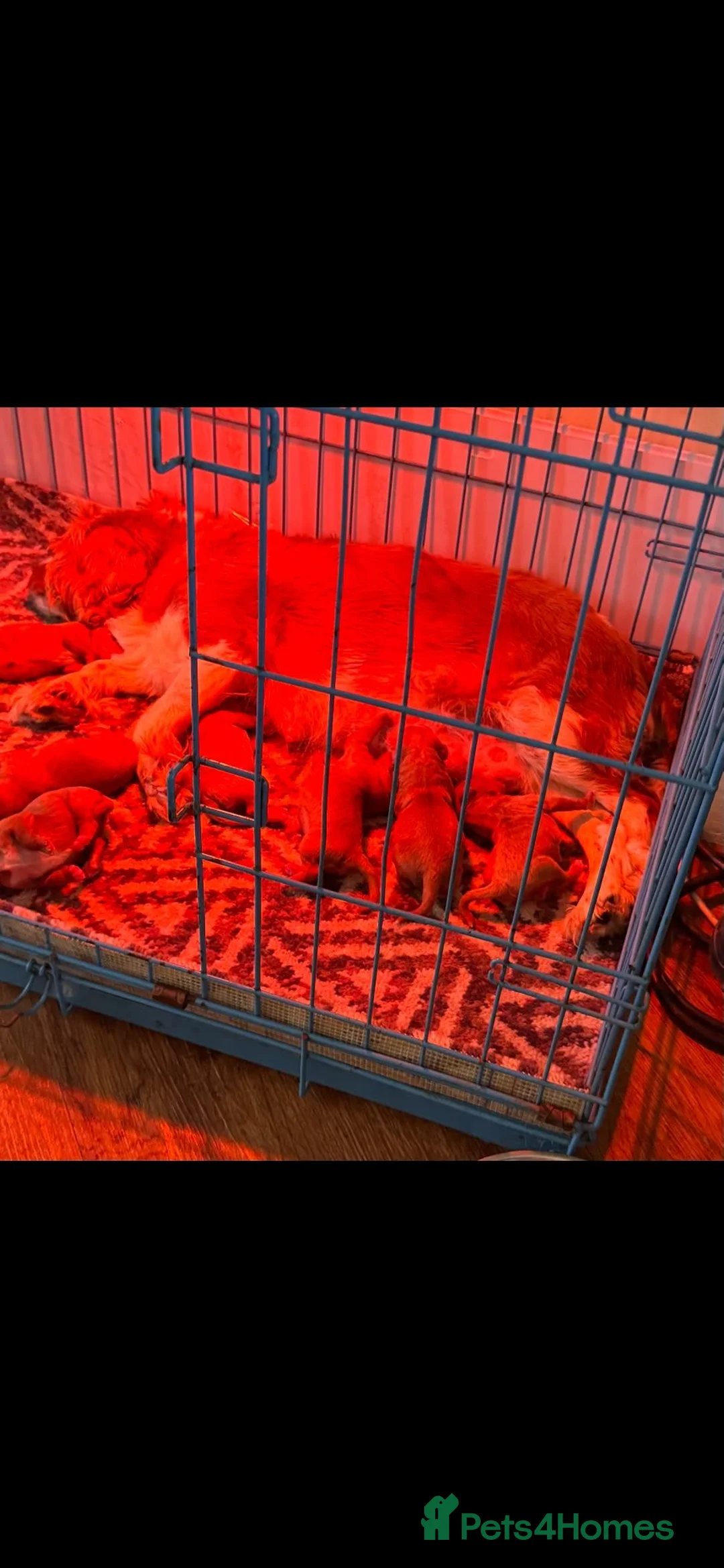 Cavapoo dogs for sale: Cavapoo pups F1 reds parent's DNA TESTED  - Advert 2