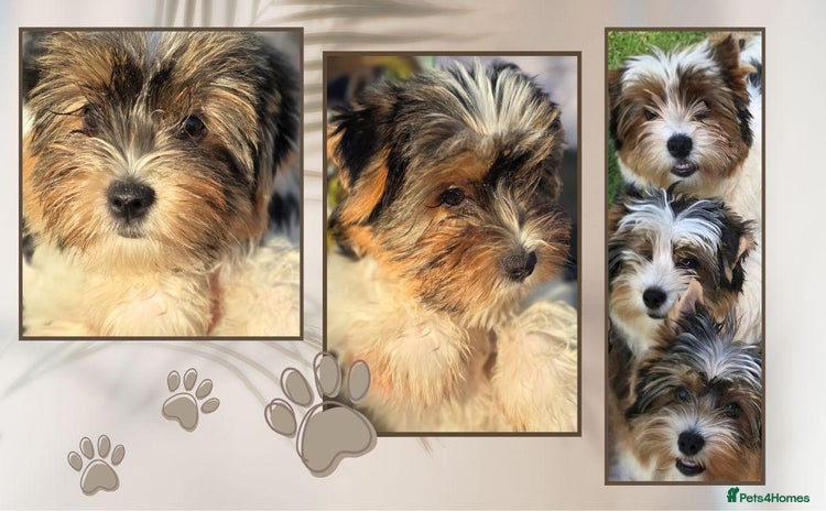 Biewer Terrier dogs - Advert 4