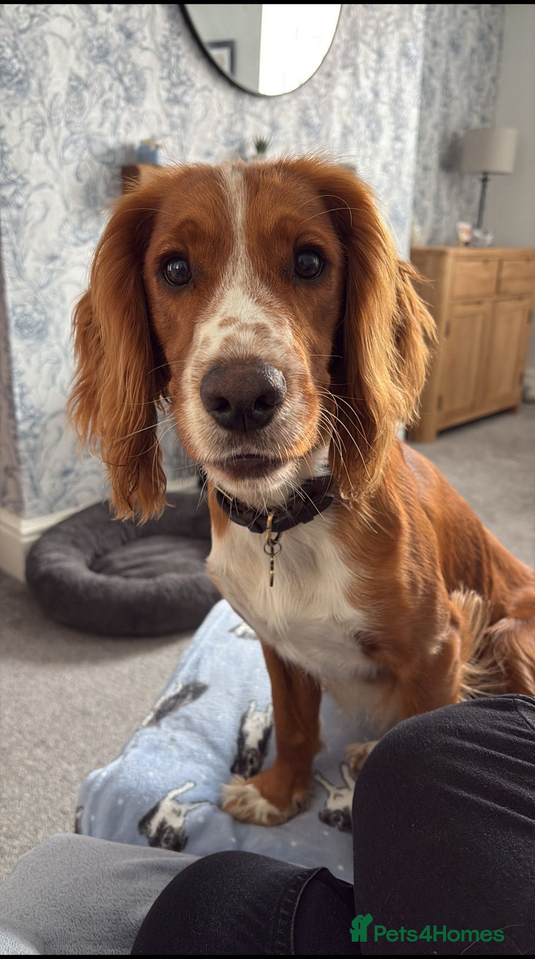 Cocker Spaniel dogs for sale: FOX RED WORKING COCKER SPANIEL PUPS - Advert 3