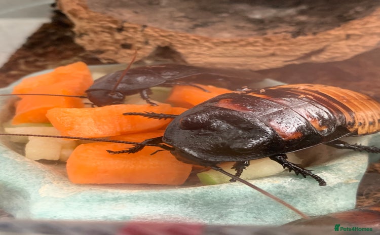 Cockroaches invertebrates - Advert 1