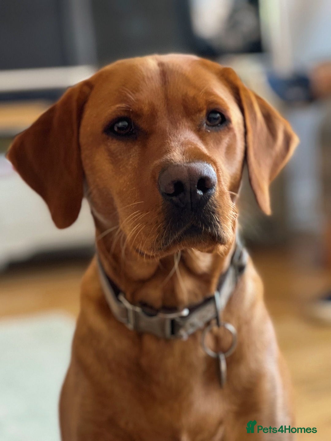 Labrador Retriever dogs for sale: KC REGISTERED, HEALTH TESTED FOX RED LABRADORS - Advert 2