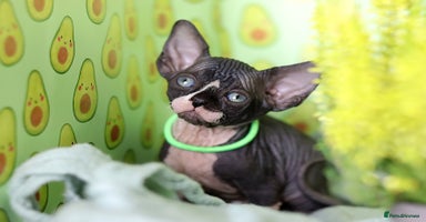 Sphynx cats - Advert 4