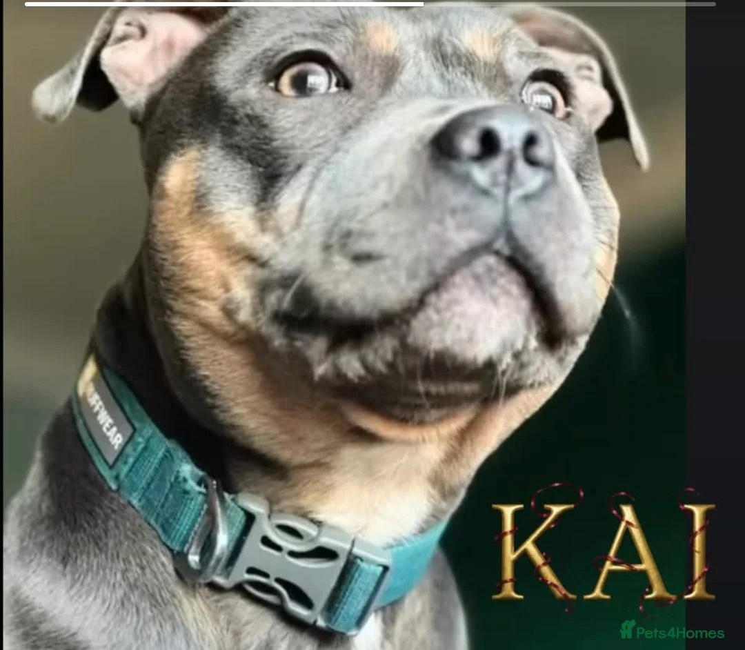 Staffordshire Bull Terrier dogs for sale: Blue/Tan Staffordshire Bull Terriers. - Advert 2