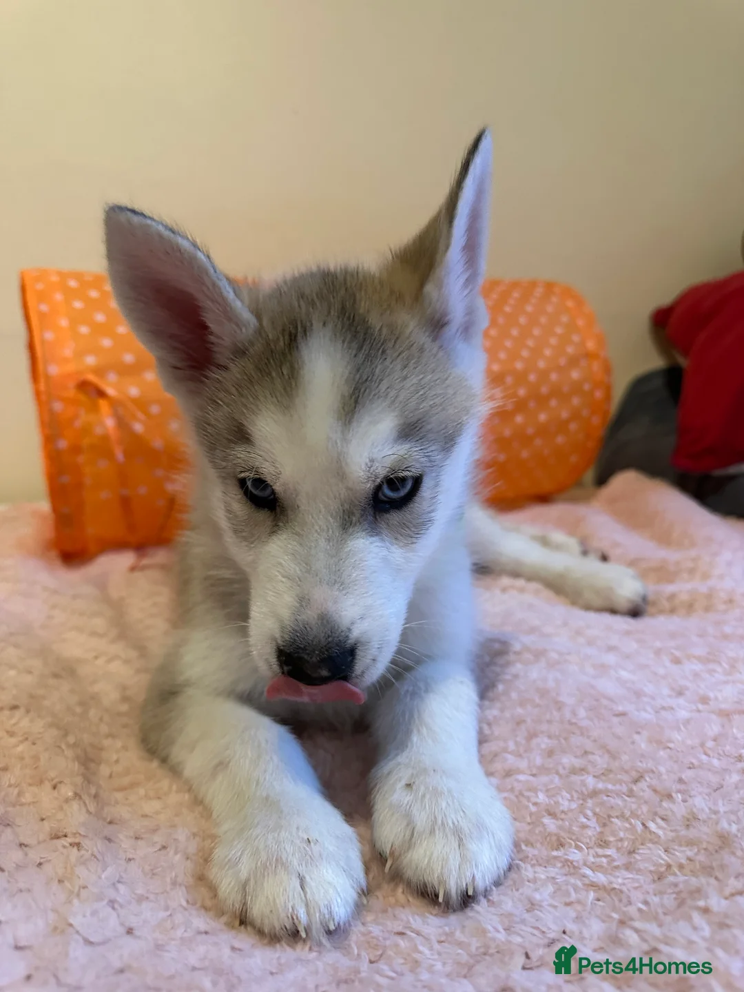 Siberian Husky dogs for sale: ✨ Siberian Huskies puppies ✨ - Advert 31