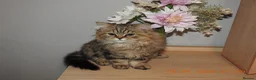 Mixed Breed cats for sale: 3 Persian & British Long hair kitten - Advert 11