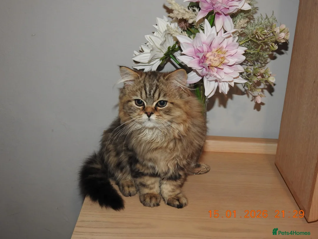 Mixed Breed cats for sale: 3 Persian & British Long hair kitten - Advert 11