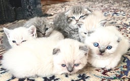 Scottish Fold cats for sale: Kittens for sale  - Image 9