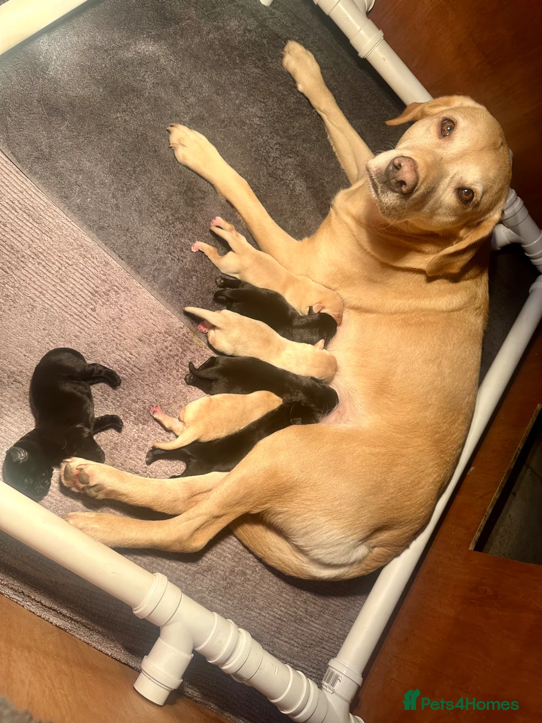 Labrador Retriever dogs for sale: OFTW Sire & FTW Dam KC reg Working Labradors  - Advert 1