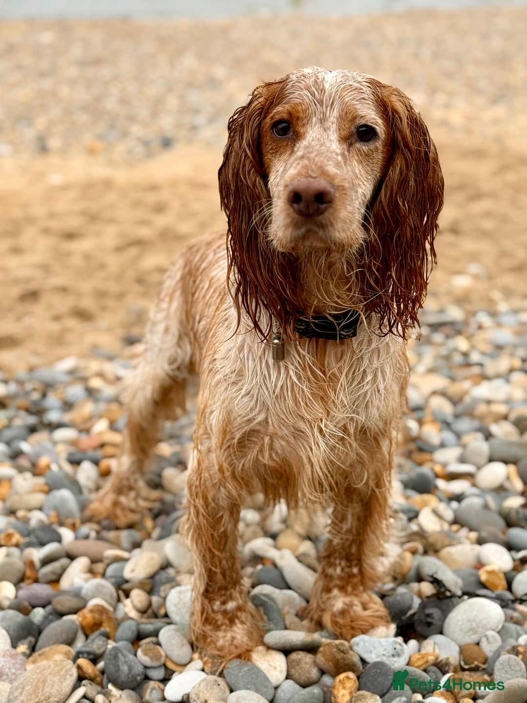 Cocker Spaniel dogs for sale: 4yo Working Cocker Spaniel - Image 1