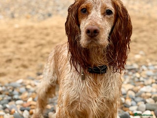 Cocker Spaniel dogs for sale - Advert 1