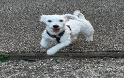 Coton De Tulear dogs for sale: Coton de tulear boy  - Image 4