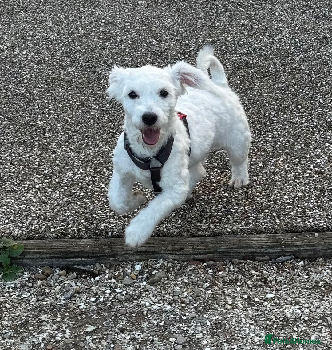 Coton De Tulear dogs for sale: Coton de tulear boy  - Image 4