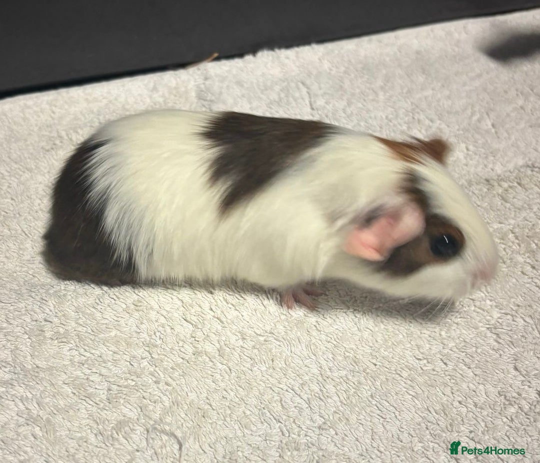 Guinea Pig rodents for sale: Baby Guinea Pigs  - Advert 8