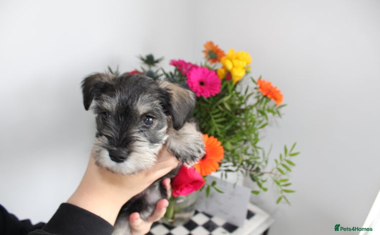 Miniature Schnauzer dogs - Advert 1