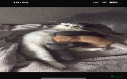 Scottish Fold cats for sale:  BEAUTIFUL female kitten🩷 - Image 10