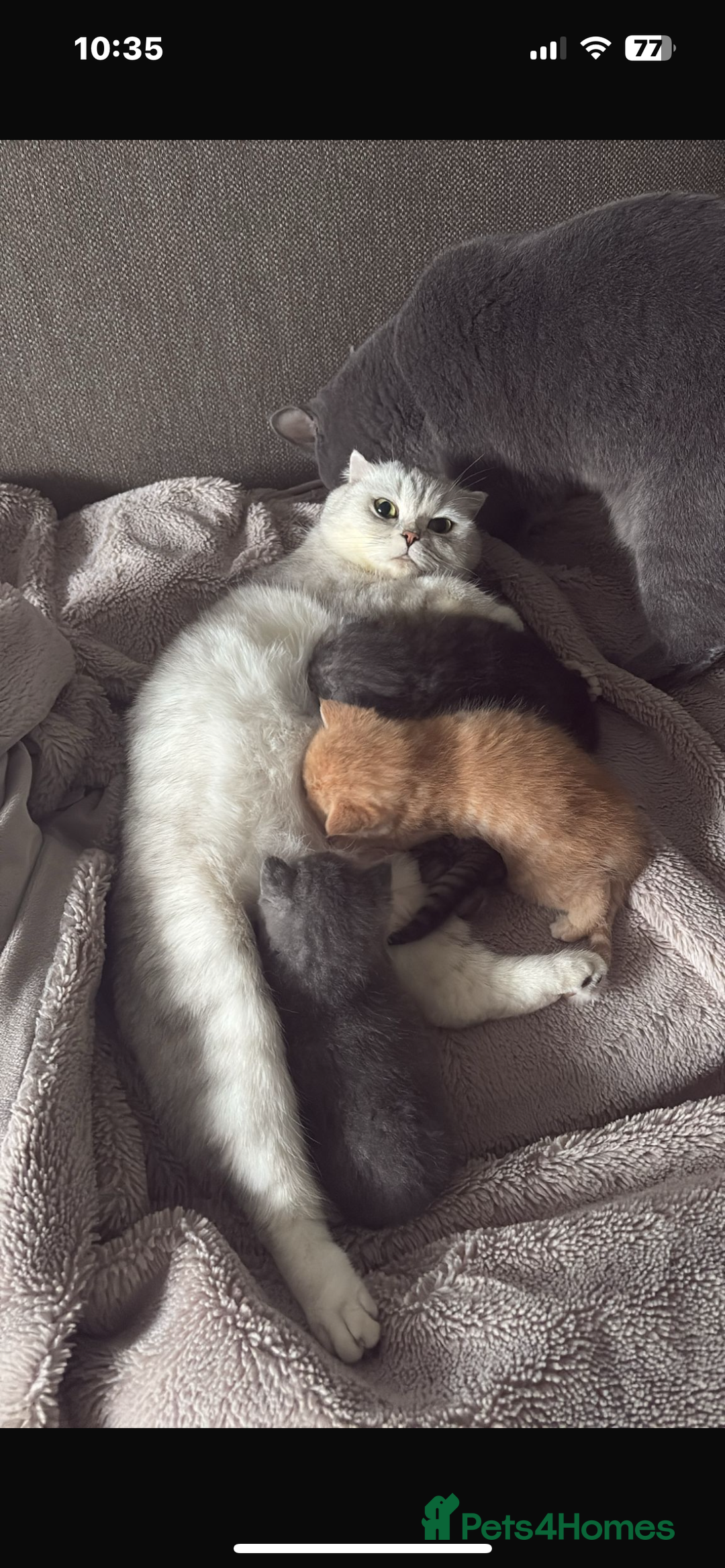 Scottish Fold cats for sale:  BEAUTIFUL female kitten🩷 - Image 10