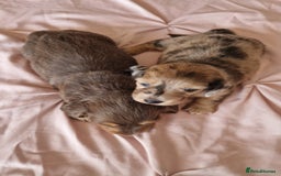 Miniature Dachshund dogs for sale: Long hair minature dachshunds - Image 13