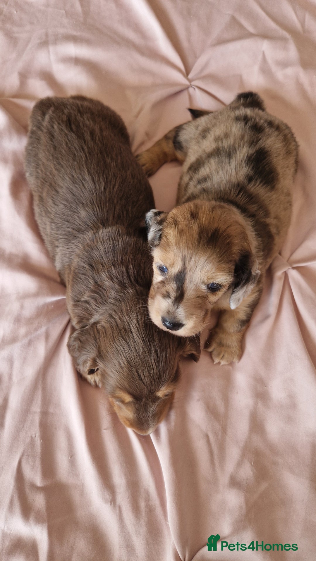 Miniature Dachshund dogs for sale: Long hair minature dachshunds - Image 13